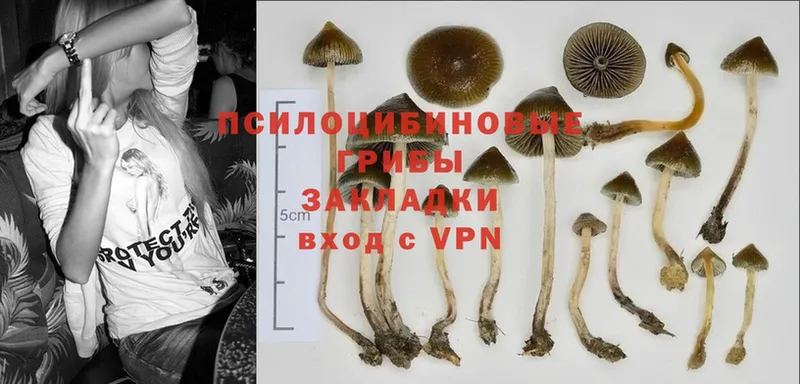 kraken сайт  где найти наркотики  Бугуруслан  Галлюциногенные грибы Psilocybe 